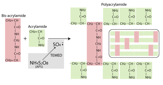 acrylamide-polymerization-p1