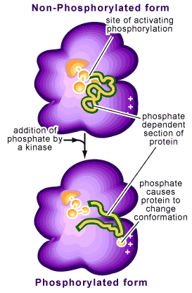 phosphoprotein