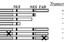 p65 unidirectionally antagonized the transcriptional activity of Nrf2