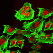 Cell Line Authentication