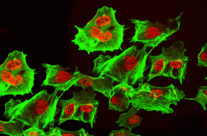 Cell Line Authentication