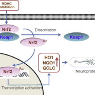 Histone deacetylase inhibition activates transcription factor Nrf2