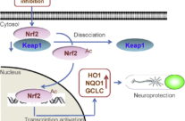 Histone deacetylase inhibition activates transcription factor Nrf2