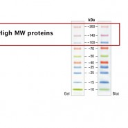 Fast Tips for Blotting Large Proteins