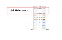 Fast Tips for Blotting Large Proteins