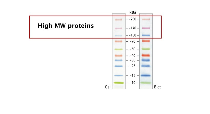 Fast Tips for Blotting Large Proteins